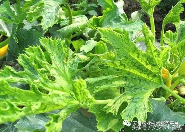 农作物病毒病防治药剂,病毒病防治讲解