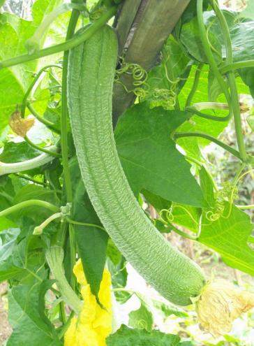 丝瓜水的特点,丝瓜水的药用价值