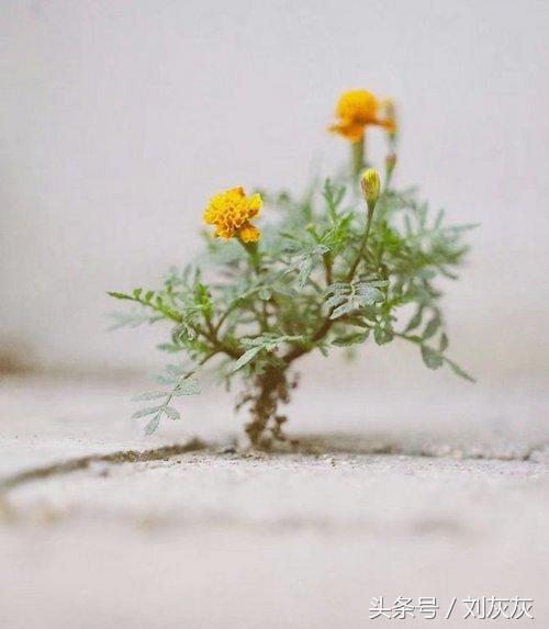 耳洞长死后有硬块还能再打一次吗,耳洞长死了可以在原位置重新打么