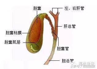 能不能只切息肉不切胆囊,体检发现胆囊息肉到底该不该切