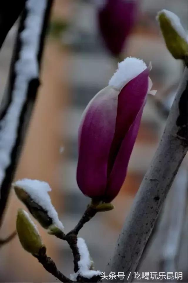 再见了龙狮城,再见了八年级