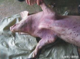 夏天猪最易发生的五种疾病,冬季猪死亡率高的疾病有哪些