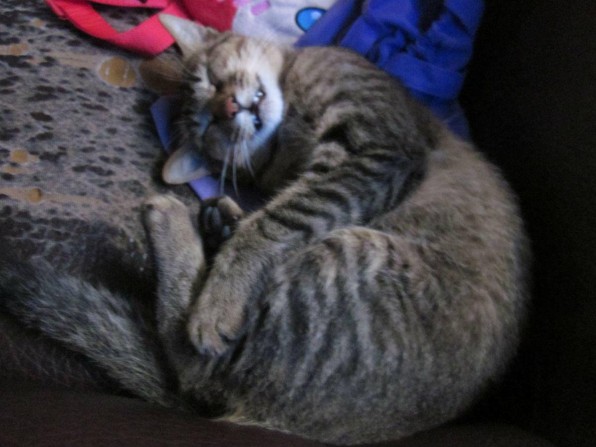 喵星人从天而降,喵星人被吓从天而降