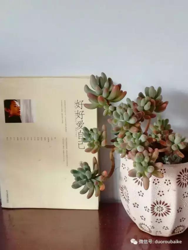 原来多肉与书更配哦！文艺范走起！