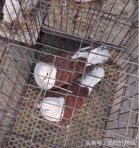 养鸽子能赚钱吗农村,养鸽子赔钱视频