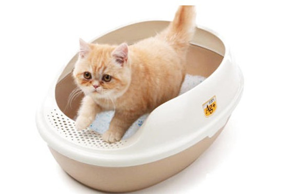 新手养猫注意事项大全,新手养猫注意事项软件