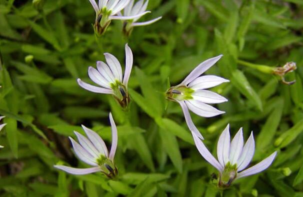 有哪些花卉可以驱蚊无毒,4种好看又好养的驱蚊花