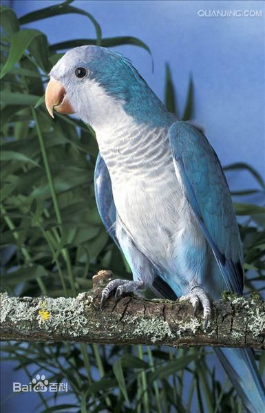 怎么样养好一个八哥鹦鹉,怎么教八哥鹦鹉说话技巧