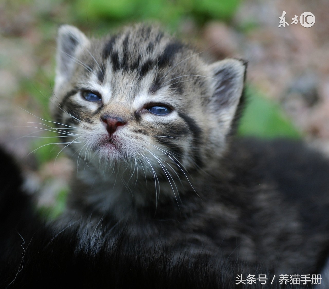 去除猫尿异味只需要以下简单的步骤！还可以让猫咪不再乱尿尿哦！