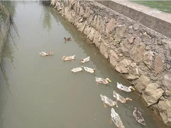 苏州东山白玉枇杷采摘园图片,苏州东山太湖名居白玉枇杷采摘园