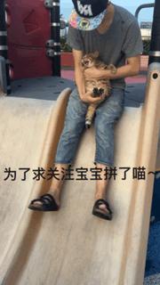 小猫胖胖的不爱动,小猫很胖但是脸却不圆