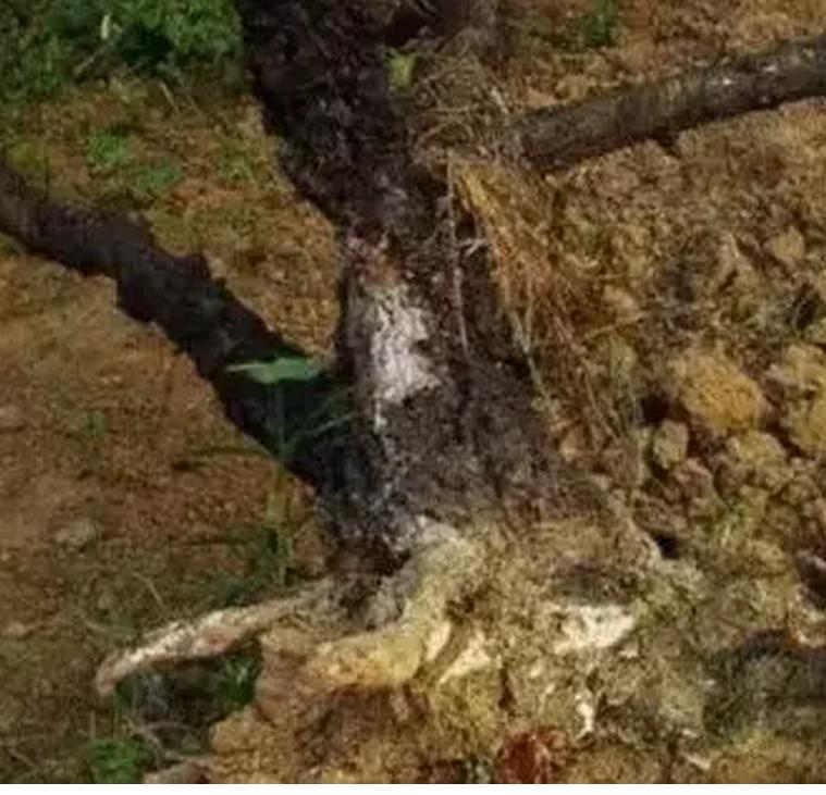 苹果根腐病发生原因及其综合防治，老田微农技怎么说你就怎么做！