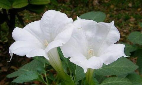 有哪些花卉可以驱蚊无毒,4种好看又好养的驱蚊花