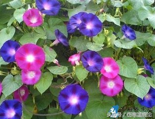 山东济南药材市场在哪里,济南常见的草药