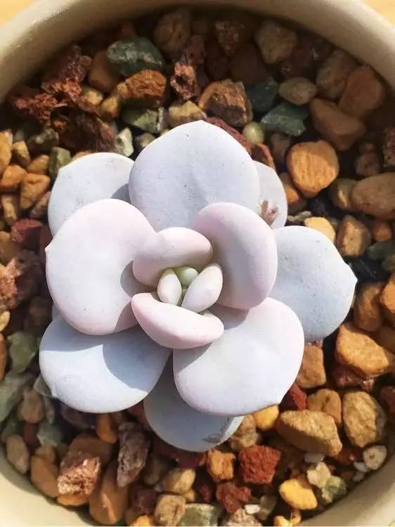 入坑仅1年，他的肉肉竟然全都大变样？！这真的是同一颗肉肉吗？