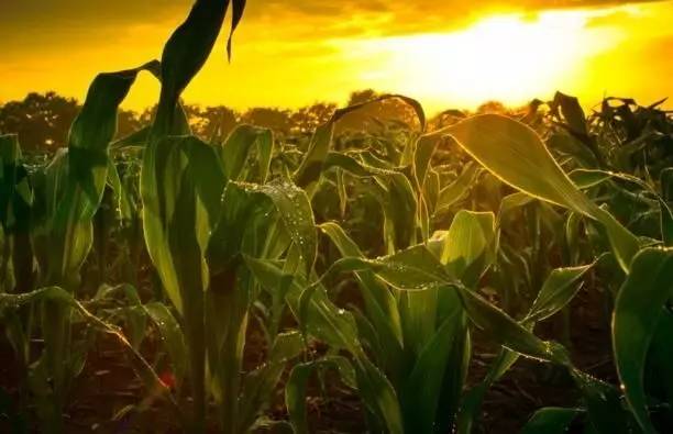 2017东北肥市惨淡，只是因为种植结构调整么？不见得！