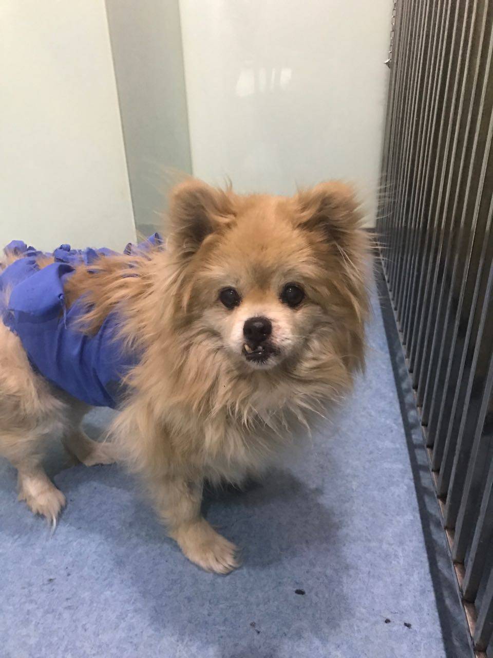 老年犬肿瘤手术现场你知道狗狗患癌症的十大症状吗？