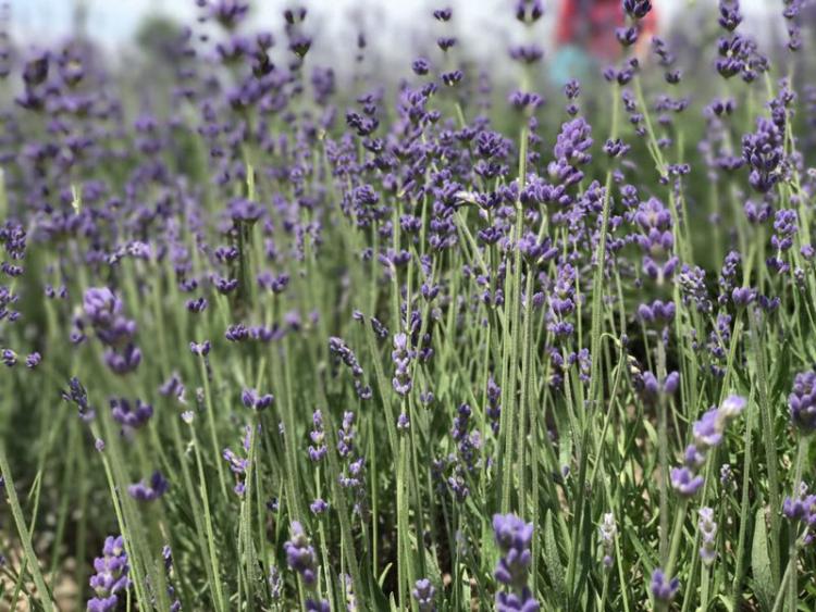 上海薰衣草节亲子嘉年华,薰衣草旅游节