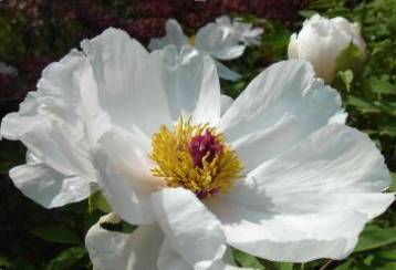 中药知识必学杜仲,中药牡丹皮的功效作用