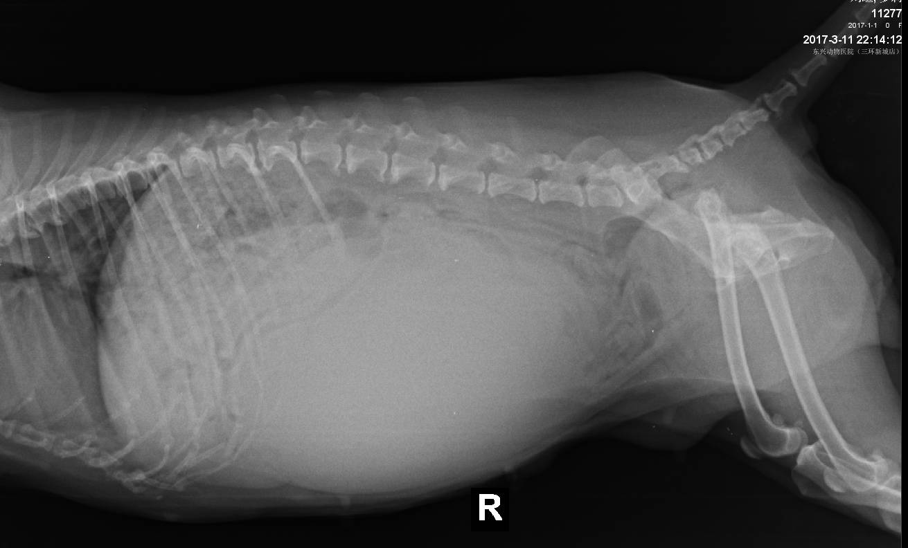 老年犬肿瘤手术现场你知道狗狗患癌症的十大症状吗？