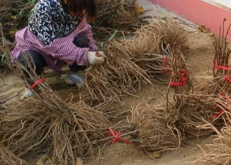 中药知识必学杜仲,中药牡丹皮的功效作用