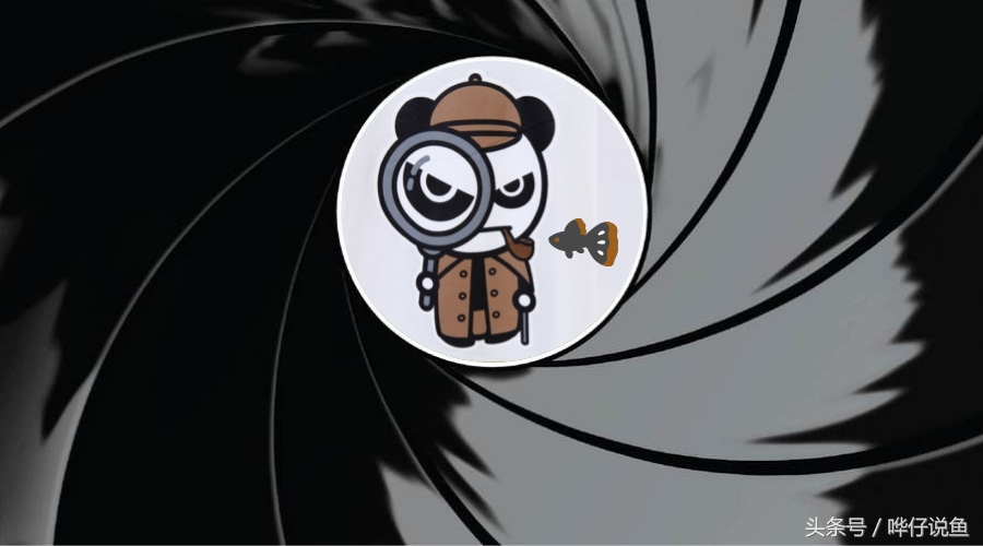 新手小白养锦鲤的日常,新手养锦鲤必看