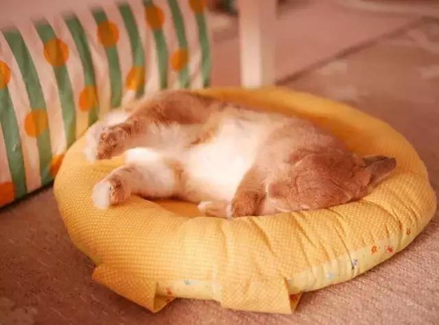 如果你养兔子了会怎样,养一只兔子会寂寞吗