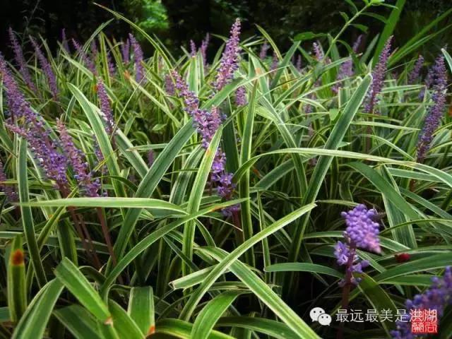 农村随处可见的野草,农村随处可见的草也能卖