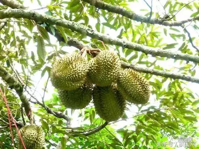 泰国发现榴莲危机,泰国榴莲危机事件