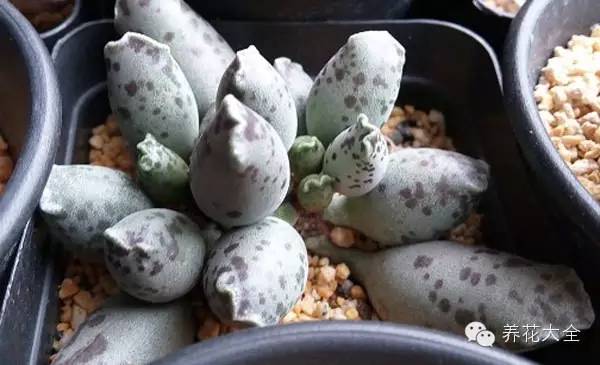 圆滚滚会出血斑的多肉 (十大超可爱的多肉)