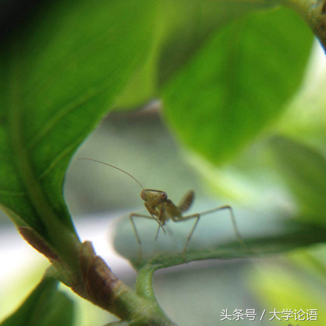 螳螂的儿童睡前故事,关于螳螂幼儿的故事简短