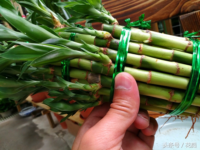 富贵塔竹怎么水养才旺盛,塔竹怎么养得好