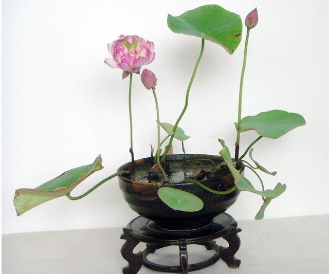 碗莲发完芽之后应该怎么养殖,用碗莲的种子养殖多久可以开花