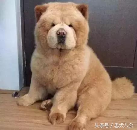 最好看的松狮犬,深紫之舌松狮犬