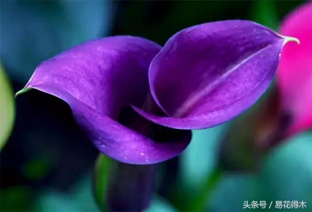 马蹄莲花怎么养护和浇水,如何让马蹄莲一年四季都活着