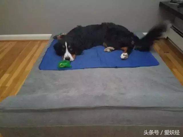 狗狗水床,爱妖经