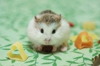 怎么跟仓鼠在笼外互动,如何和笼养鸟玩耍