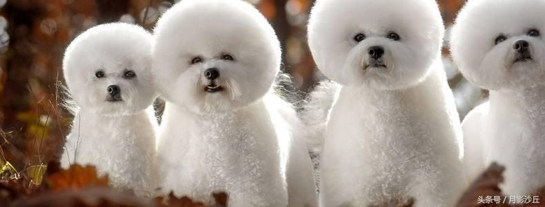 狗狗美毛粉哪个牌子好,狗狗美毛喂什么