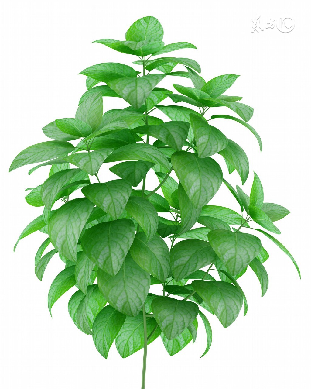 家有一宝如有一宝的下一句是什么,哪种草可以让人健康