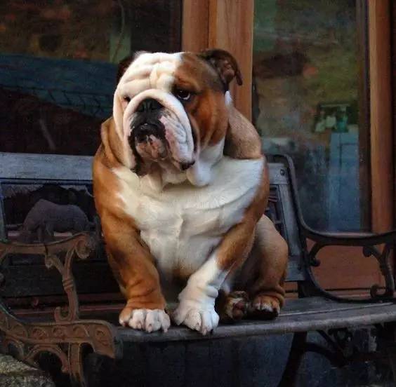 英国斗牛犬的饲养方法,英国斗牛犬的特点和性格特征