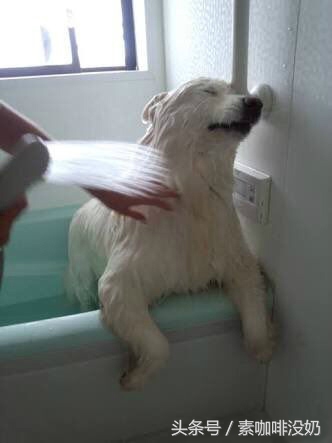 你够了，舔了半天还没舔完（GIF多图）