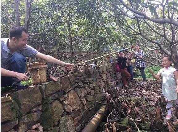 苏州东山白玉枇杷采摘园图片,苏州东山太湖名居白玉枇杷采摘园