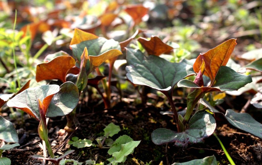 本草鱼腥草,本草纲目中鱼腥草