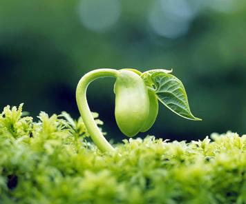 苹果根腐病发生原因及其综合防治，老田微农技怎么说你就怎么做！