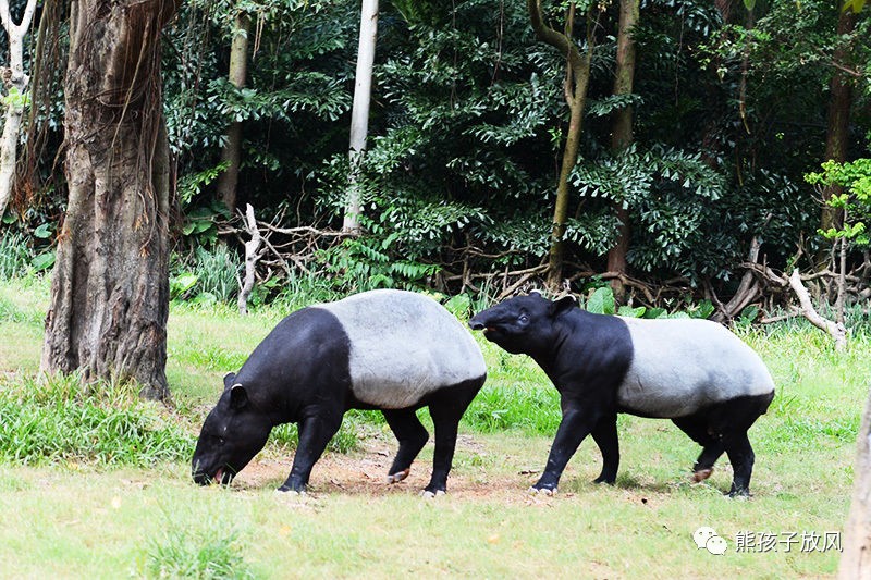 广州长隆野生动物园游玩攻略,广州长隆野生动物园攻略自由行