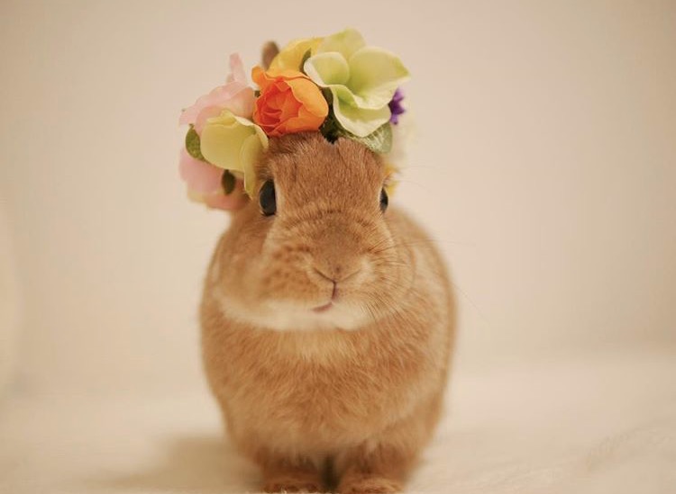 如果你养兔子了会怎样,养一只兔子会寂寞吗