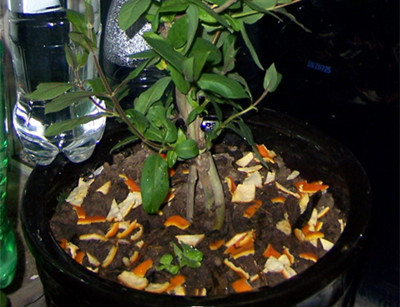 花土生小飞虫怎么消灭小妙招,消灭花里小飞虫