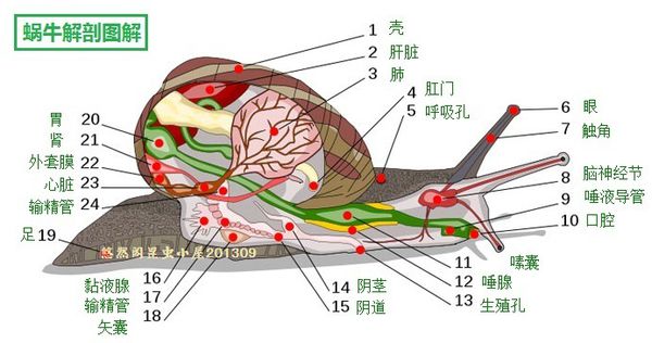 我们常见的蜗牛可不可以吃,蜗牛难道也可以吃吗