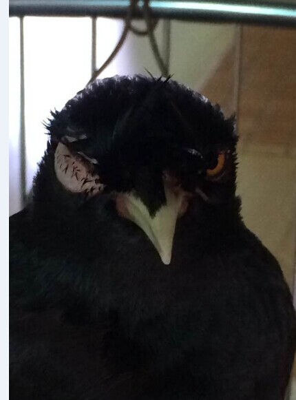 宠物八哥讲解,八哥犬常见的疾病有哪些