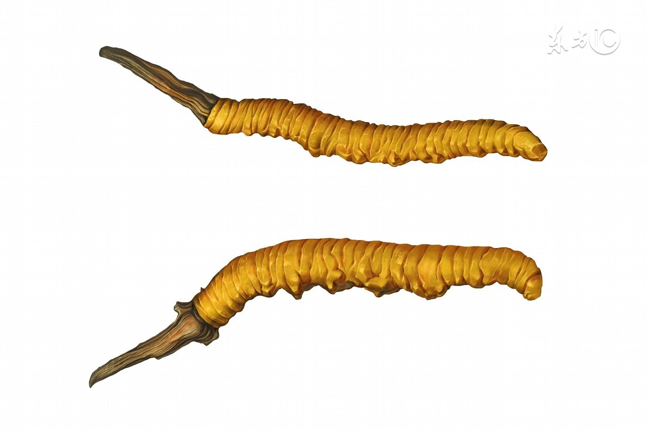 长期服冬虫夏草会上火吗,冬虫夏草长期喝会上火吗